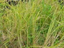 Proyek Cetak Sawah APBN Hampir Rp5 Miliar di Bangkurung Terancam Gagal