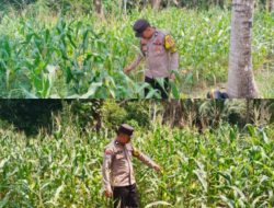 Polsek Totikum Kawal Program Ketahanan Pangan, Melalui Pengecekan Rutin Kebun Jagung Bumdes