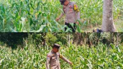 Polsek Totikum Kawal Program Ketahanan Pangan, Melalui Pengecekan Rutin Kebun Jagung Bumdes