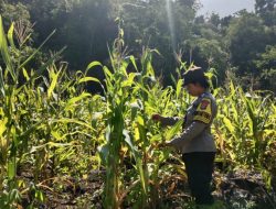 Polsek Tinangkung Kawal Program Ketahanan Pangan Nasional, Lewat Pengecekan Pertumbuhan Jagung di Saiyong