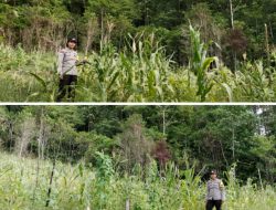 Bhabinkamtibmas Polres Bangkep, Kawal Program Swasembada Pangan di Wilayah Tinangkung