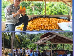 Optimalkan Potensi Desa, Polsek Banggai Berikan Pengamanan & Imbauan Kamtibmas Saat Panen Raya