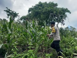 Dukung Ketahanan Pangan, Bhabinkamtibmas Polsek Tinangkung Pantau Perkembangan Kebun Jagung Warga