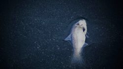 Perlunya Antisipasi Praktik Destructive Fishing & Pengawasan Distribusi Pupuk di Wilayah Banggai Laut