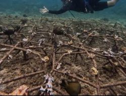 Kapolsek Lobangkurung: Tindak Tegas.! Para Pelaku Pencurian Bambu Laut di Togong Sagu Bangkurung