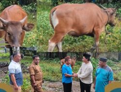 Fauzan Safian Kaepa Serahkan Hewan Kurban untuk Masyarakat Desa Lampa