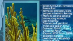 Maraknya Eksploitasi Bambu Laut di Banggai Laut Resahkan Nelayan, Kapolda Sulteng Diminta Turun Tangan