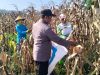 Polri & Petani Bersinergi, Panen Jagung Binaan Polsek Sausu Dorong Kemandirian Pangan Daerah