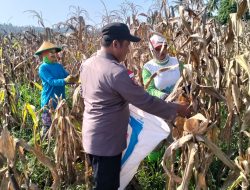 Polri & Petani Bersinergi, Panen Jagung Binaan Polsek Sausu Dorong Kemandirian Pangan Daerah