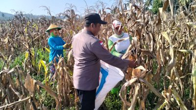 Polri & Petani Bersinergi, Panen Jagung Binaan Polsek Sausu Dorong Kemandirian Pangan Daerah