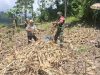 Babinsa Koramil 1305-06/Paleleh Hadir di Tengah Petani, Panen Jagung di Desa Molangato Perkuat Ketahanan Pangan & Tingkatkan Semangat Bertani