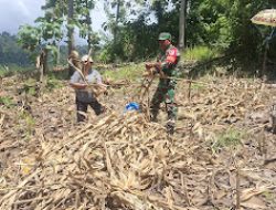 Babinsa Koramil 1305-06/Paleleh Hadir di Tengah Petani, Panen Jagung di Desa Molangato Perkuat Ketahanan Pangan & Tingkatkan Semangat Bertani