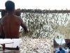 SOSODEK TAK BOLEH MATI. ‎Dari Kuah Asam Para Pejuang.  ‎Desa Mbeleang Menghidupkan Kembali Sejarah yang Hampir Terlupakan