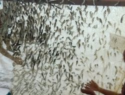 Ikan Sosodek Bertelur Musiman di Perairan Mbeleang, Potensi Ikon Budaya Banggai Laut yang Belum Tergali